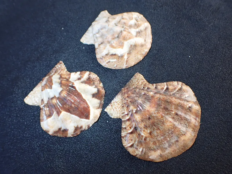Flexuous Scallop (Flexopecten flexuosus)
