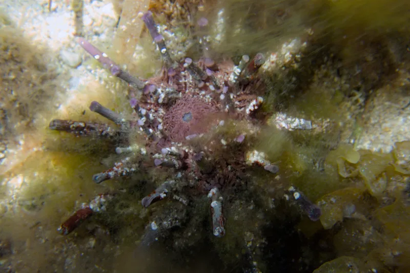 Goniocidaris impressa
