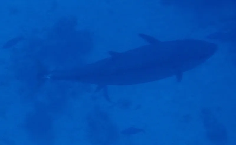 Dogtooth Tuna (Gymnosarda unicolor)