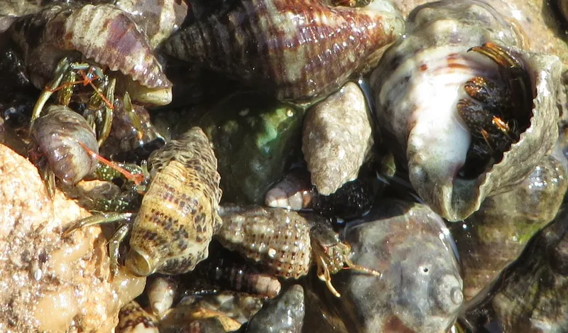 Antillean Hermit Crab (Clibanarius antillensis)