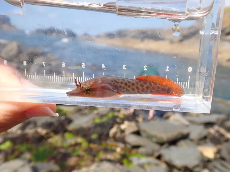 Shore Clingfish (Lepadogaster lepadogaster)