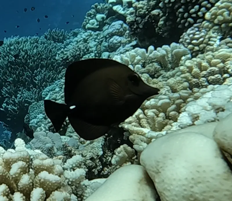 Longnose Surgeonfish (Zebrasoma rostratum)