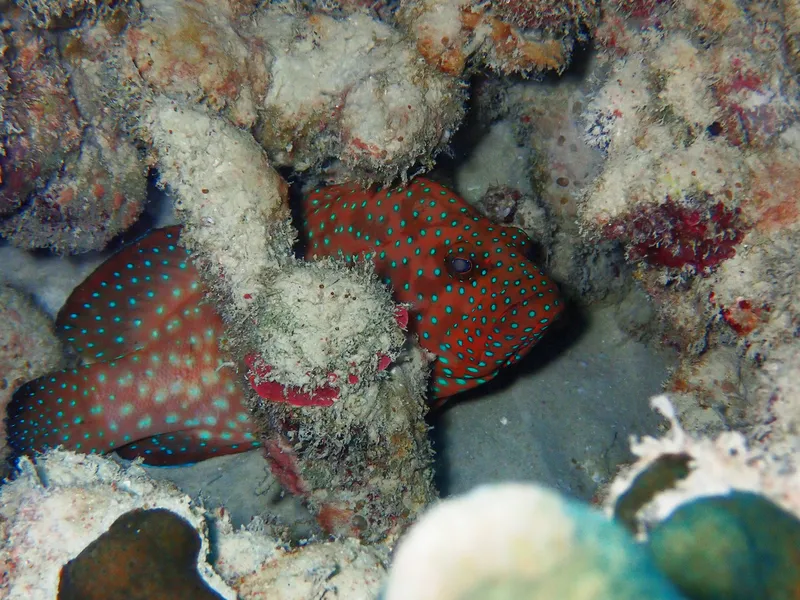 Bommie Cod (Cephalopholis cyanostigma)