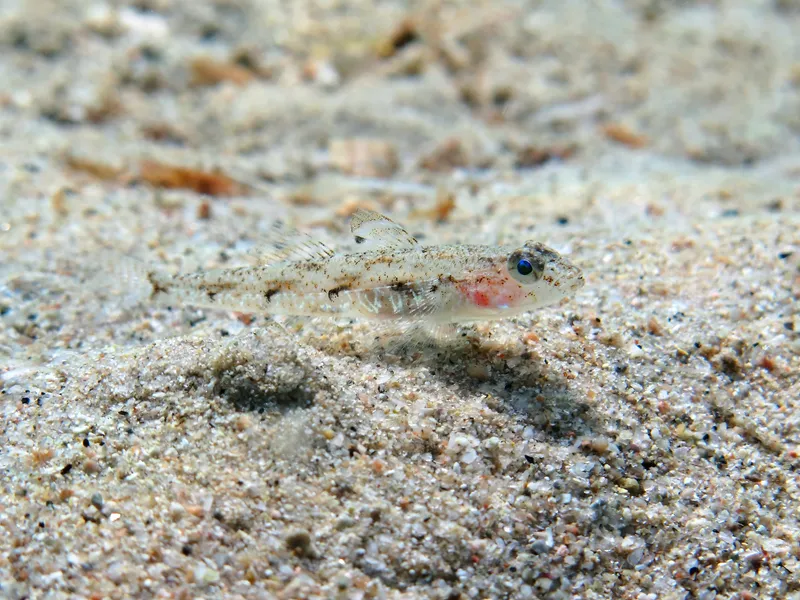 Four-Spotted Goby (Deltentosteus quadrimaculatus)