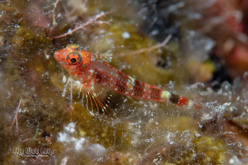 Matador Triplefin (Enneanectes matador)