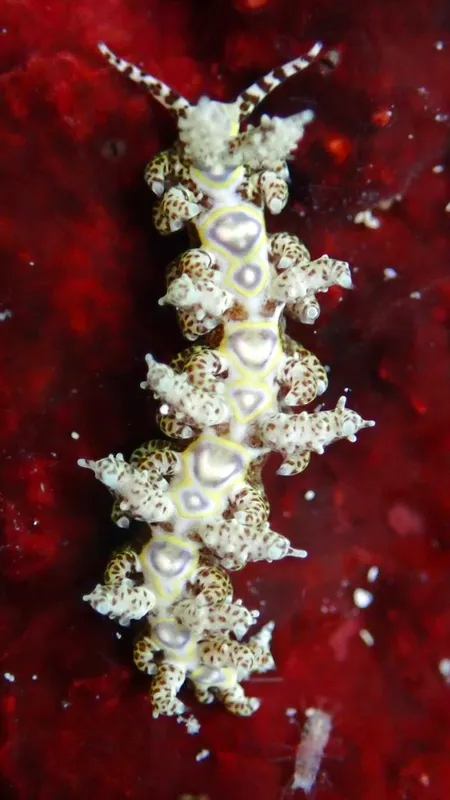 Limenandra rosanae