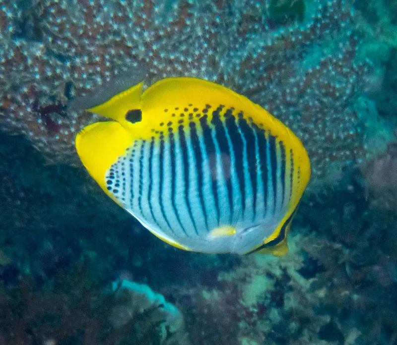 Spot-Tail Butterfly Fish (Chaetodon ocellicaudus)