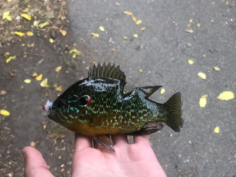 Common Sunfish (Lepomis gibbosus)