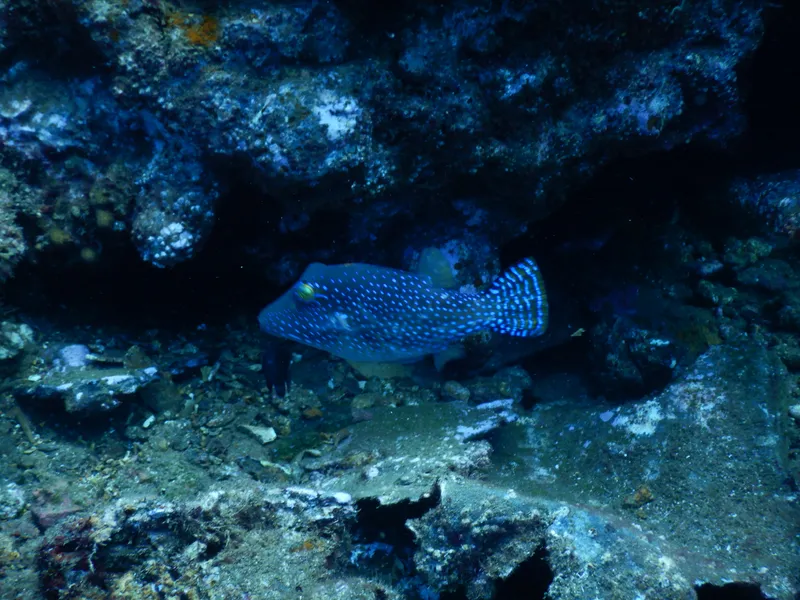 Toby (Canthigaster sanctaehelenae)