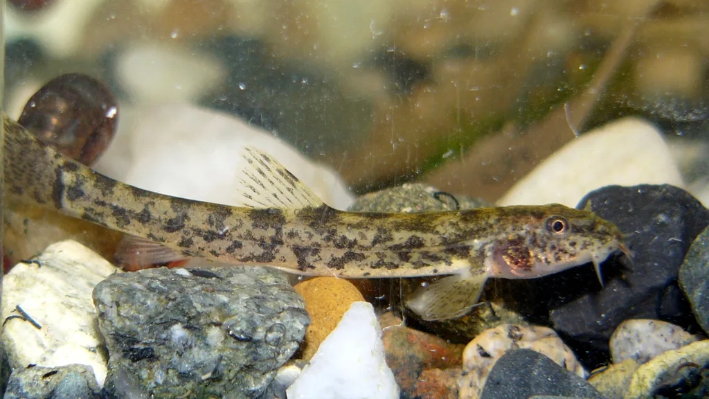 Bearded stone loach (Barbatula barbatula)