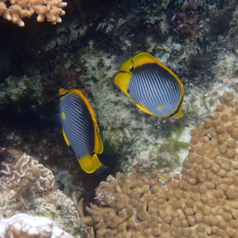 Blackback Butterflyfish (Chaetodon melannotus)