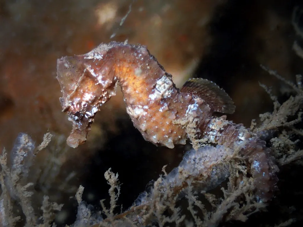 Short-Snouted Seahorse (Hippocampus hippocampus)