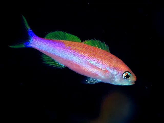 Striped Splitfin (Luzonichthys taeniatus)