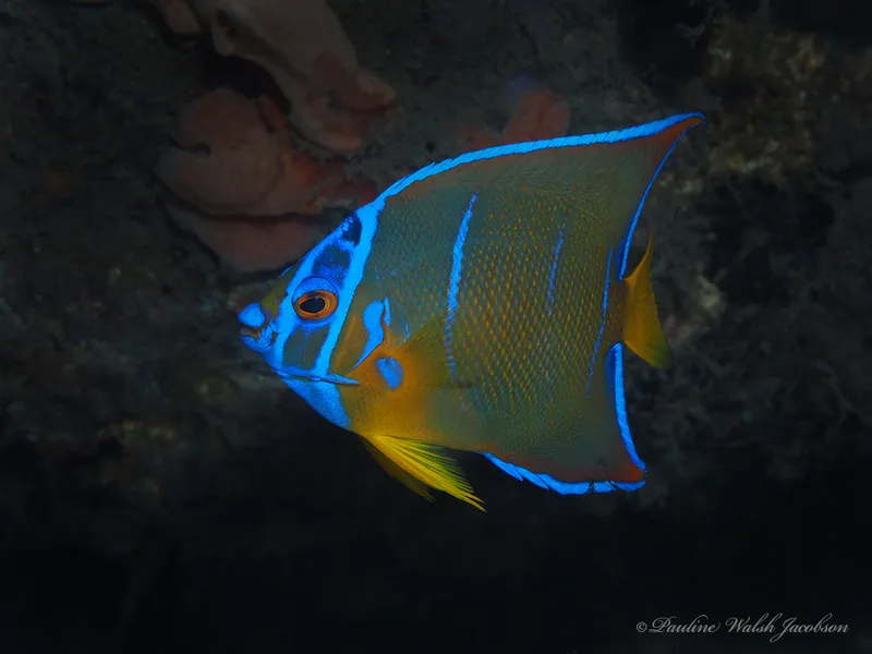 Queen Angelfish (Holacanthus ciliaris)