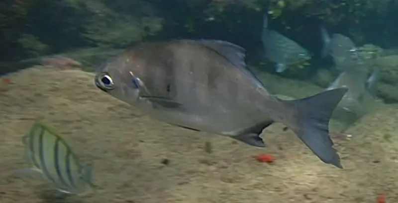 Stone-Bream (Neoscorpis lithophilus)