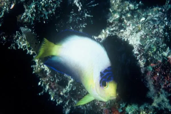 Dwarf Angelfish (Centropyge multicolor)