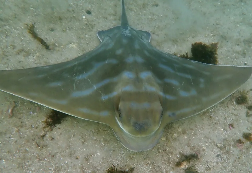 Australian Eagle Ray (Myliobatis tenuicaudatus)