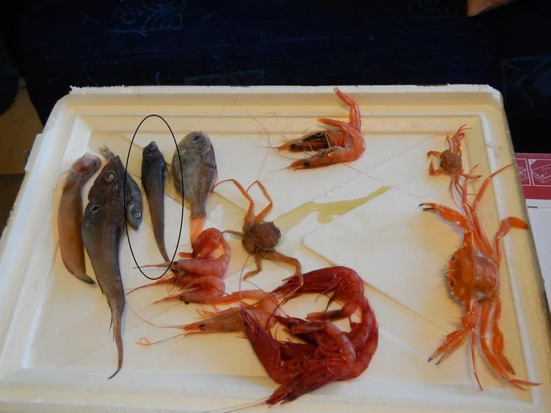 Bluntsnout Grenadier (Nezumia sclerorhynchus)