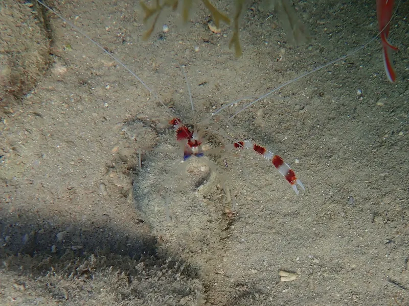 Banded Coral Shrimp (Stenopus hispidus)