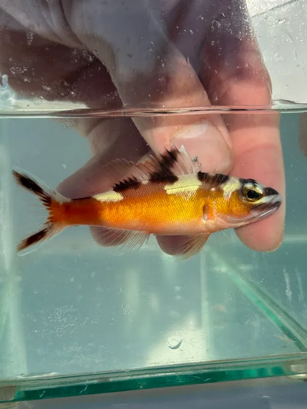 Tobaccofish (Serranus tabacarius)