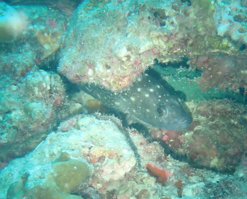 Garrupa (Epinephelus coeruleopunctatus)