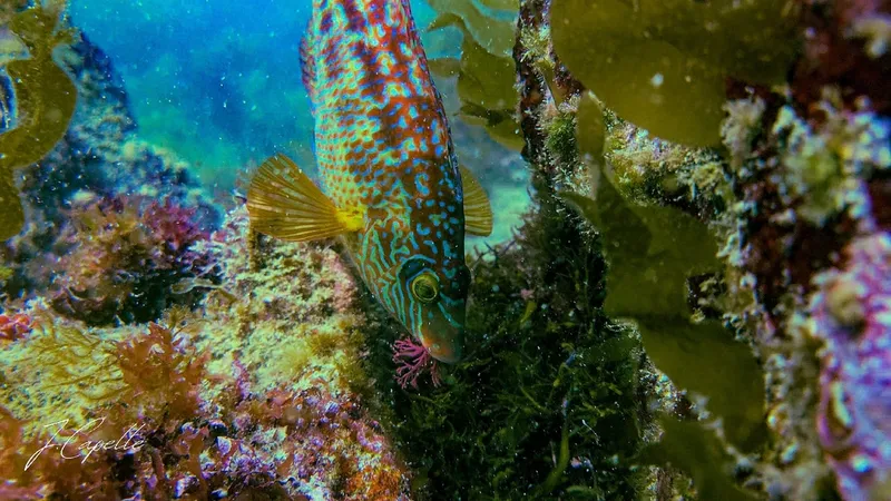 Zwartooglipvis (Symphodus melops)
