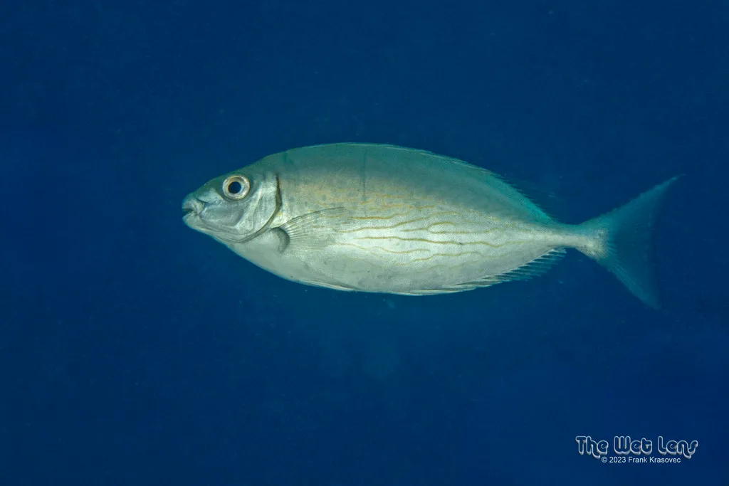 Marbled Spinefoot (Siganus rivulatus)