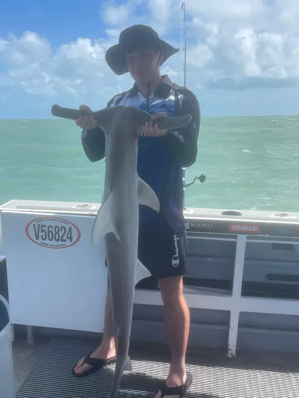 Hammerhead Shark (Eusphyra blochii)