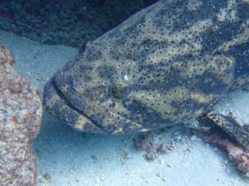 Pacific Goliath Grouper (Epinephelus quinquefasciatus)