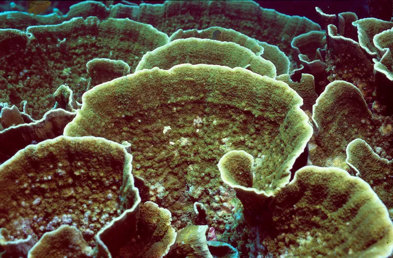 Pore Coral (Montipora crassituberculata)
