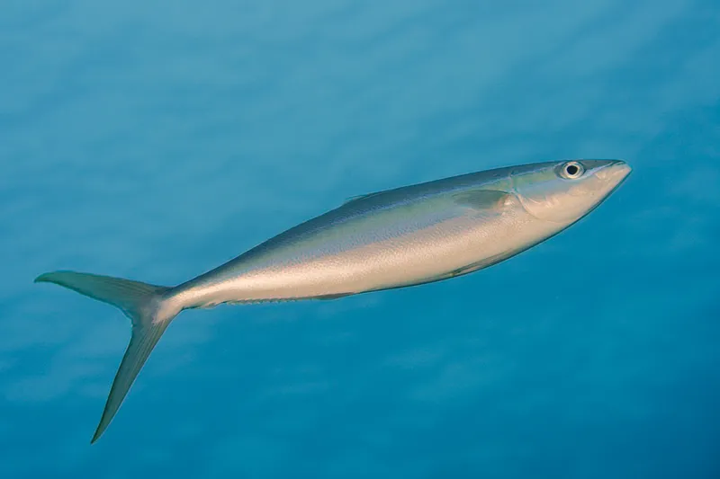 Rainbow Runner (Elagatis bipinnulata)