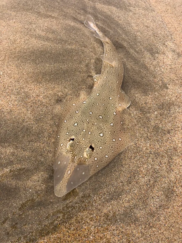 Speckled Guitarfish (Acroteriobatus ocellatus)