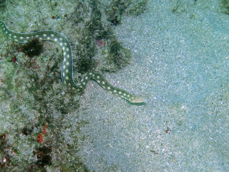 Sharptail Eel (Myrichthys breviceps)