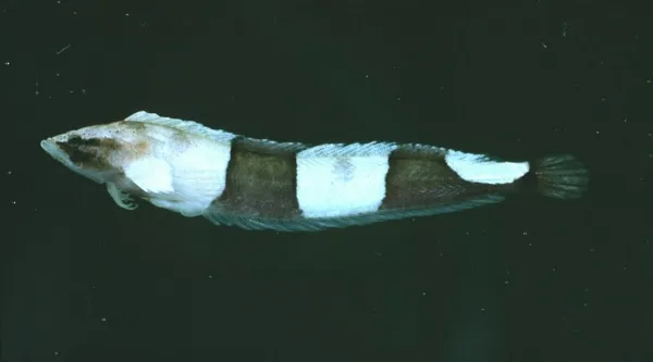 Whiteblotched Klipfish (Cancelloxus elongatus)