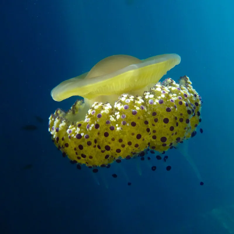 Fried Egg Jellyfish (Cotylorhiza tuberculata)