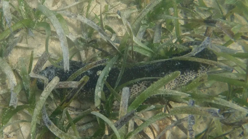 Donkey Dung Sea Cucumber (Holothuria (Halodeima) mexicana)