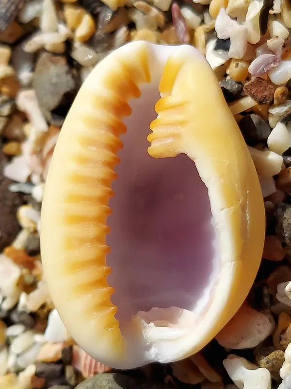 Honey Cowry (Naria helvola)