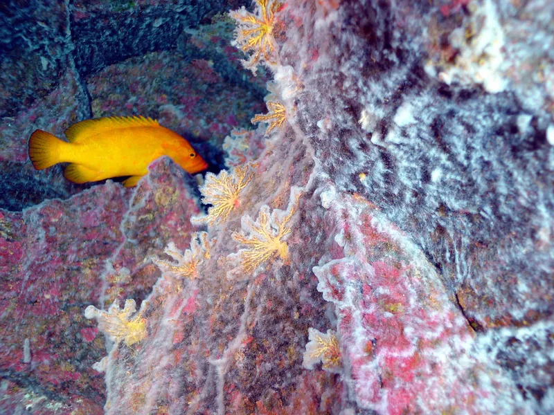 Golden Hind (Cephalopholis aurantia)