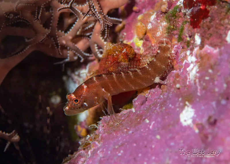 Ringed Blenny (Starksia hassi)