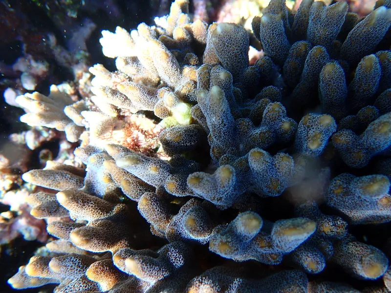 Pore Coral (Montipora digitata)
