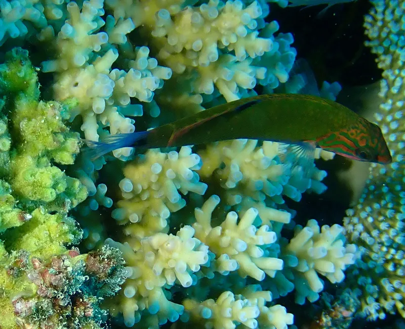 Moon Wrasse (Thalassoma lunare)