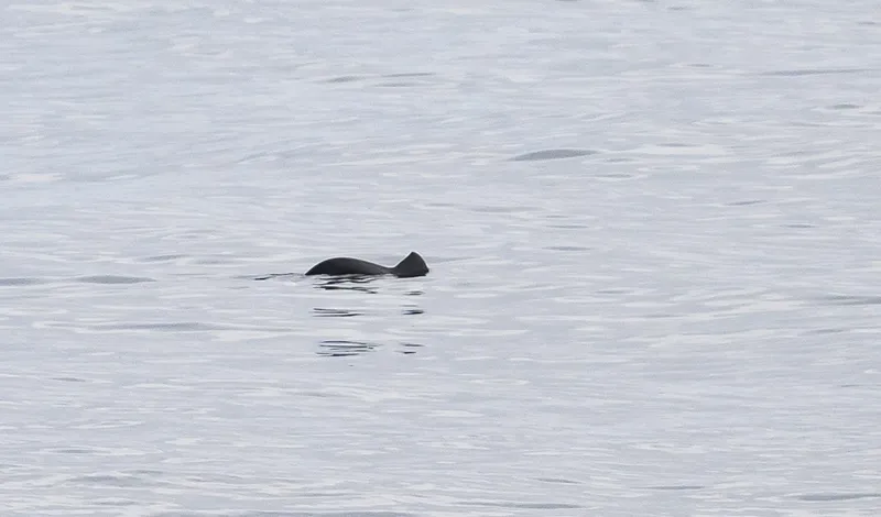 Spectacled Porpoise (Phocoena dioptrica)