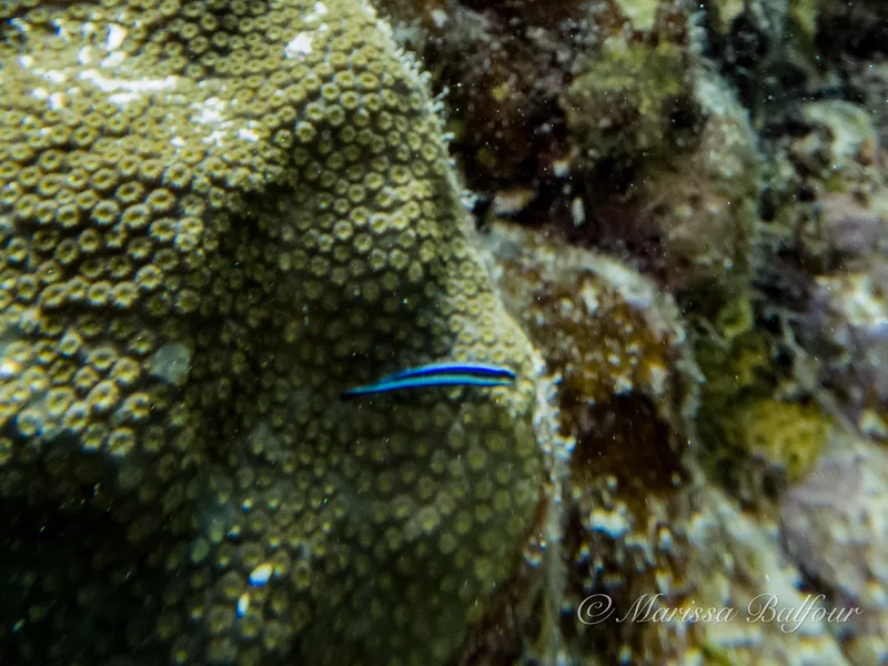 Neon Goby (Elacatinus oceanops)