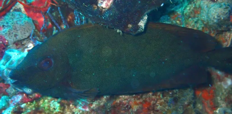 Fine-Spotted Rabbitfish (Siganus punctatissimus)