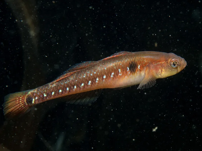 Two Spot Goby (Pomatoschistus flavescens)