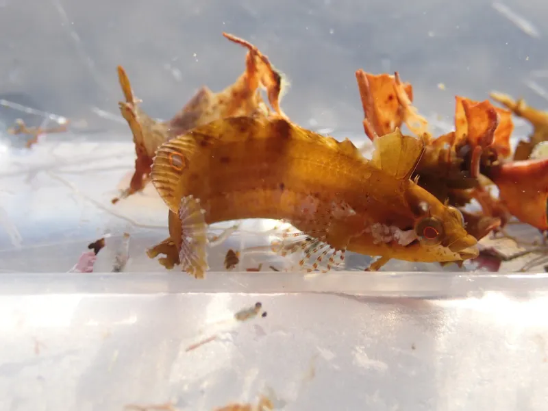 Blackfin Blenny (Paraclinus nigripinnis)