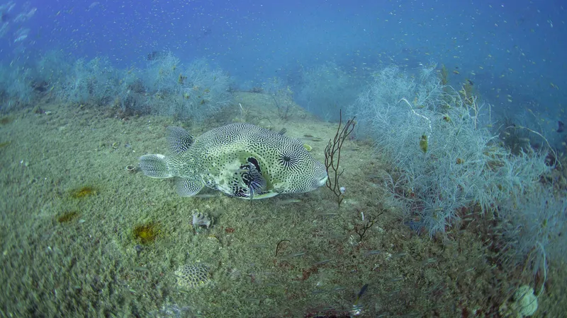 Map Puffer (Arothron mappa)
