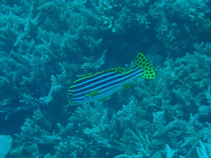 Indian Ocean Oriental Sweetlips (Plectorhinchus vittatus)