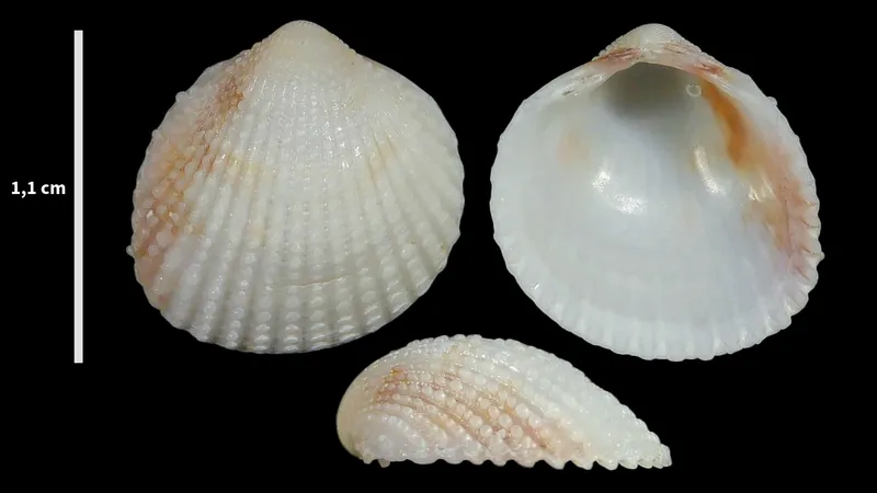 Warty Cockle (Papillicardium papillosum)
