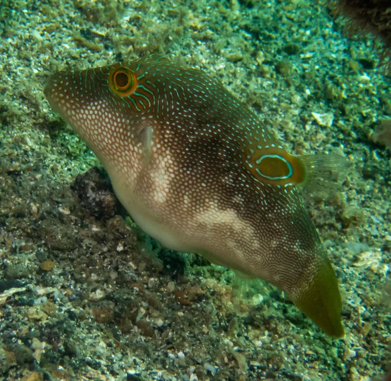 Toby (Canthigaster compressa)